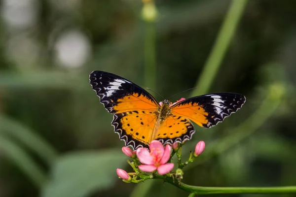 Borboleta Leopardo Rendas Laranja Preta — Fotografia de Stock