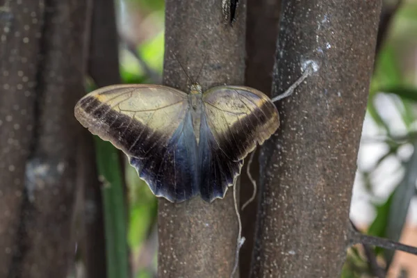 Waldkauz Schmetterling Mit Flügelaugen — Stockfoto