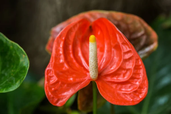 Exóticas Flores Rojas Rojas Flamenco — Foto de Stock