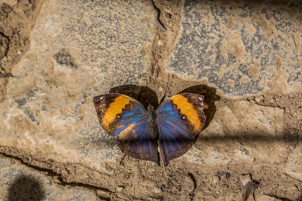 Tropical Indian Leaf Butterfly — Stock Photo, Image