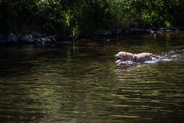Köpek lenslerde yıkanır.