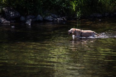 Köpek lenslerde yıkanır.
