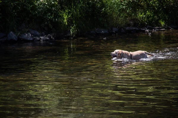 Hund Badet Der Leine — Stockfoto