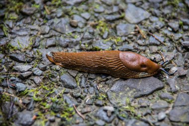 Orman yolunda kırmızı sümüklü böcek