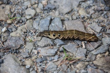 Orta şarap meraklısı tırtıl.