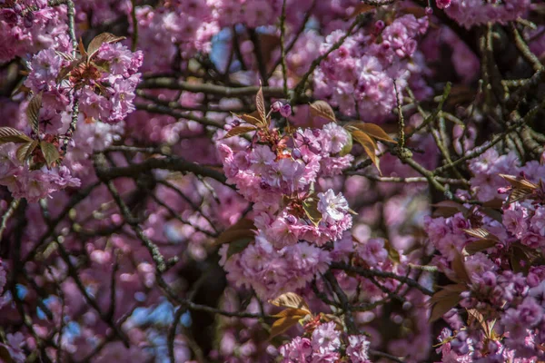 Kersenboom Met Roze Bloemen Het Kasteelpark Siegen — Stockfoto