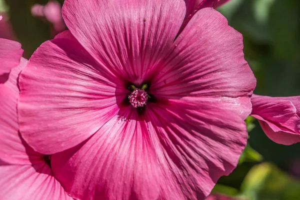 花壇に花のアレンジメントを咲かせ — ストック写真