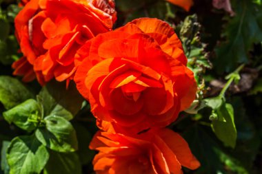 Çiçek tarhında çiçek aranjmanı