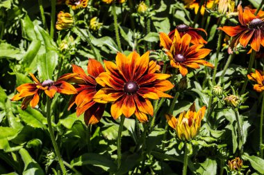 Çiçek tarhında çiçek aranjmanı