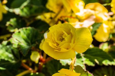 Çiçek tarhında çiçek aranjmanı