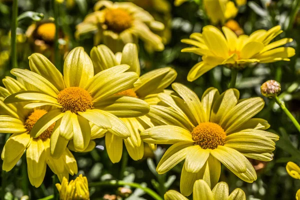 Blommande Blomsterarrangemang Rabatten — Stockfoto