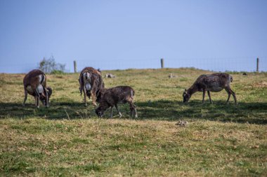 Keçiler bir dağ çayırında otlar.