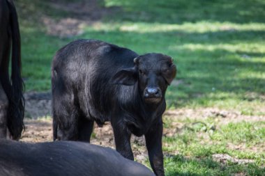 Otlakta bulunan siyah sürü.