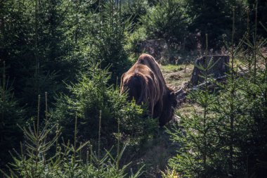 Flock of bison in the forests of the Rothaar Mountains clipart