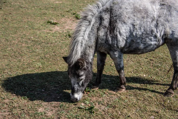 Pony Pasoucí Pastvinách — Stock fotografie