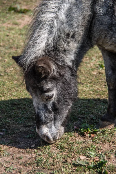 Pony Pastando Pastos —  Fotos de Stock