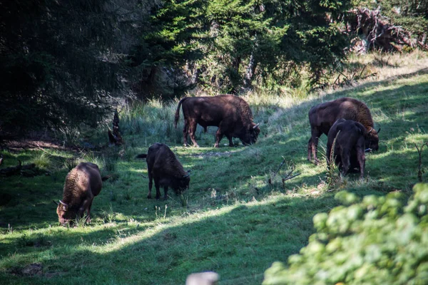 Troupeau Bisons Dans Les Forêts Des Rothaar — Photo