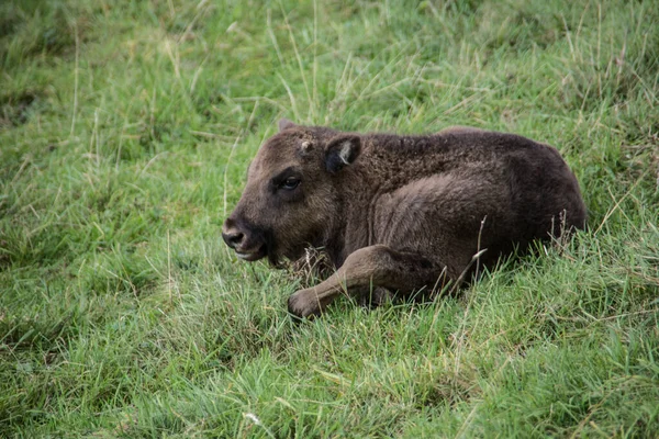 Troupeau Bisons Dans Les Forêts Des Rothaar — Photo