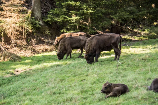 Troupeau Bisons Dans Les Forêts Des Rothaar — Photo