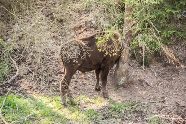 罗瑟尔山森林里的野牛群 — 图库照片
