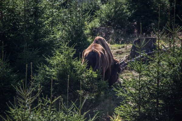 Troupeau Bisons Dans Les Forêts Des Rothaar — Photo