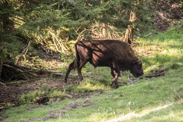 Troupeau Bisons Dans Les Forêts Des Rothaar — Photo