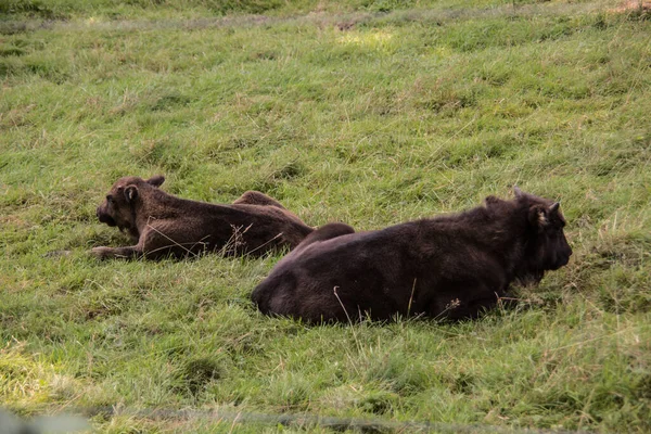 Troupeau Bisons Dans Les Forêts Des Rothaar — Photo