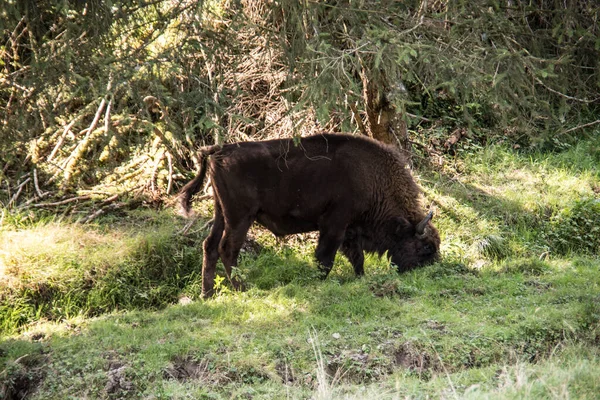 Rebanho Bisões Nas Florestas Das Montanhas Rothaar — Fotografia de Stock