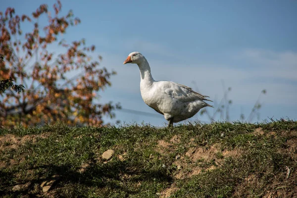 Oche Una Collina Prato Verde — Foto Stock