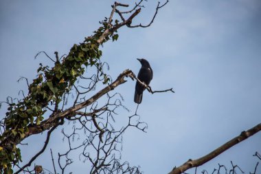 Kuzgun yüksek bir dalda oturur ve bakar.