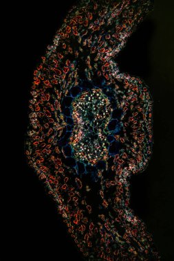 Çam iğnesi kesiti 100x