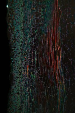 Shepherd 'ın çantasındaki mantarlı ottan 100 kat daha fazla.