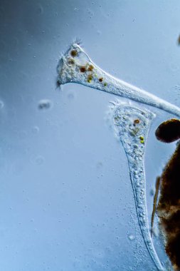 Su damlalarında mikroskobik plankton hayvanı olarak trompet hayvanları
