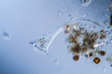 Su damlalarında mikroskobik plankton hayvanı olarak trompet hayvanları
