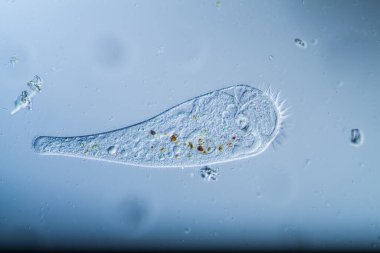 Su damlalarında mikroskobik plankton hayvanı olarak trompet hayvanları