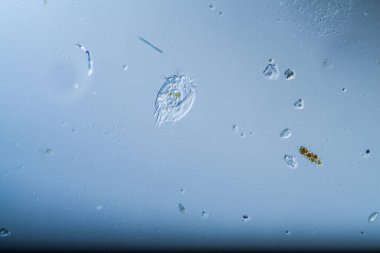 Tek hücreli plankton hayvanları gibi su damlaları halinde işliyor.