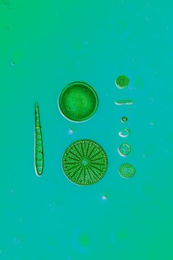 Su damlalarında mikroskobik diatomlar