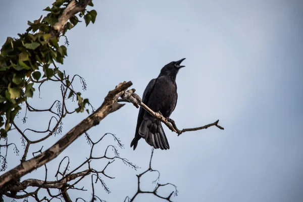 Raven Senta Ramo Alto Olha Para Fora — Fotografia de Stock