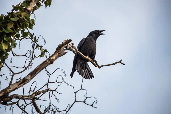 Raven Sitter Hög Gren Och Ser — Stockfoto