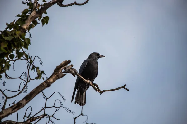 Cuervo Sienta Una Rama Alta Mira Hacia Fuera —  Fotos de Stock