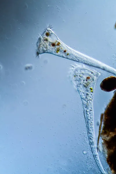 Trompetdier Als Microscopisch Planktondier Druppels Water — Stockfoto
