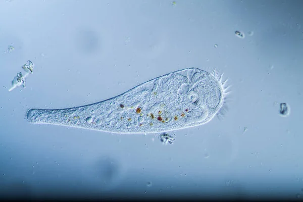 Trumpet Zvíře Jako Mikroskopické Plankton Zvíře Kapkách Vody — Stock fotografie