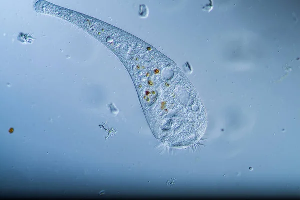 Trompette Comme Animal Plancton Microscopique Dans Des Gouttes Eau — Photo