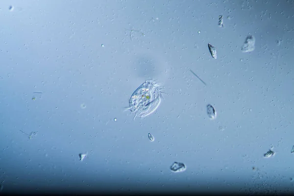 Ciliados Como Animales Plancton Unicelular Gotas Agua —  Fotos de Stock