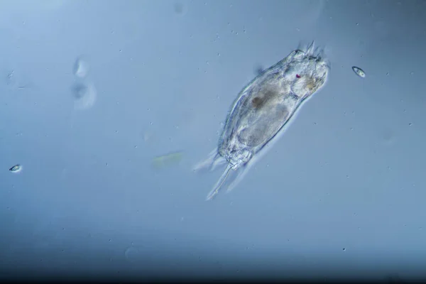 Les Rotifères Comme Plancton Microscopique Dans Les Gouttes Eau — Photo