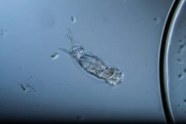 Rotiferen Als Mikroskopisches Plankton Wassertropfen — Stockfoto