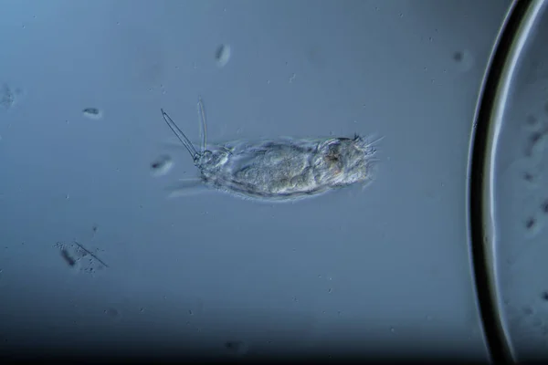 Рутифікатори Мікроскопічний Планктон Краплі Води — стокове фото