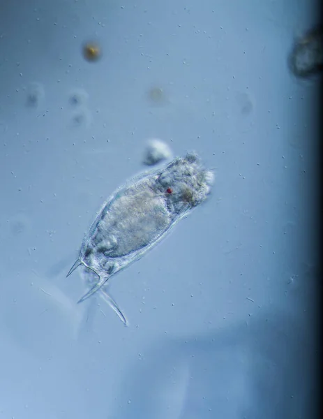 Rotifers Microscopic Plankton Drops Water — Stock Photo, Image