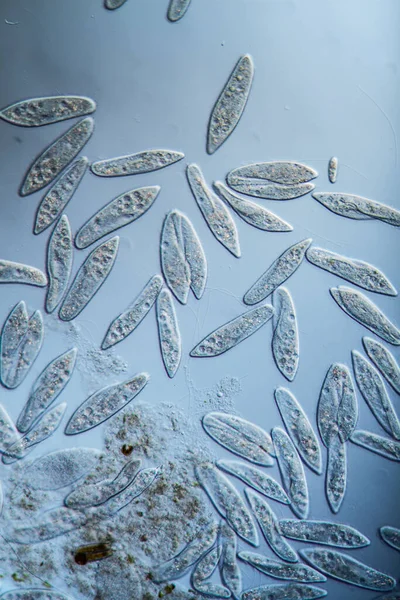 水の滴で単細胞の繊毛としてスリッパ動物 — ストック写真