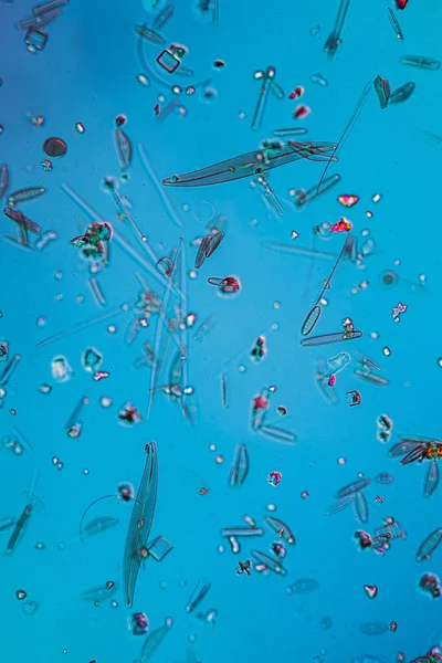 Крошечные Микроскопические Диатомы Капельках Воды — стоковое фото